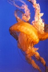Stinging Sensation. I took this picture at the Ripleys Aq... by Brandi Vicars 